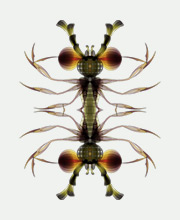 nodebox-filters-mirror